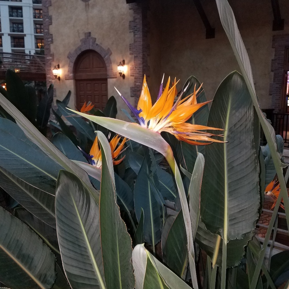 Meet your Posher, Francesca